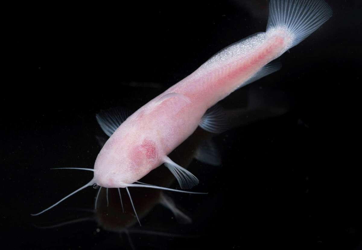 A Mexican blindcat is seen in an undated courtesy photo provided Monday, June 20, 2016, by the University of Texas at Austin. The three-inch-long endangered fish, previously only found in Mexico, lives deep in caves found in the Edwards-Trinity Aquifer. This particular fish was found in Texas in a cave in the Amistad National Recreation Area near Del Rio.