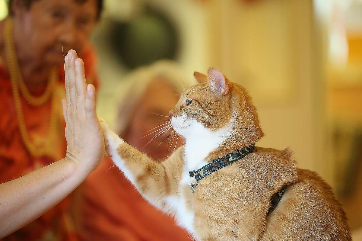 Cats actually like people, says new university study