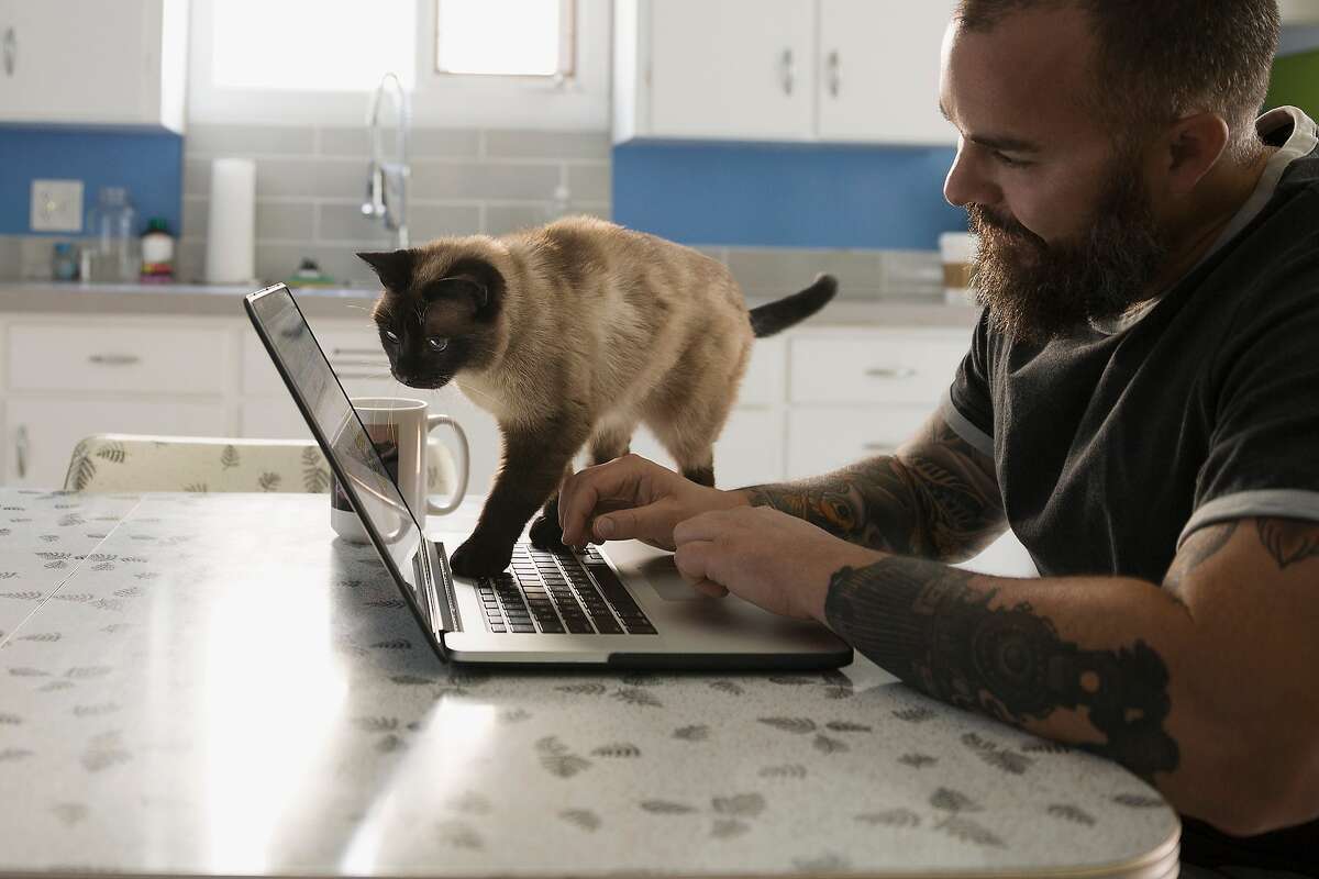 Why you should own a cat, according to science
