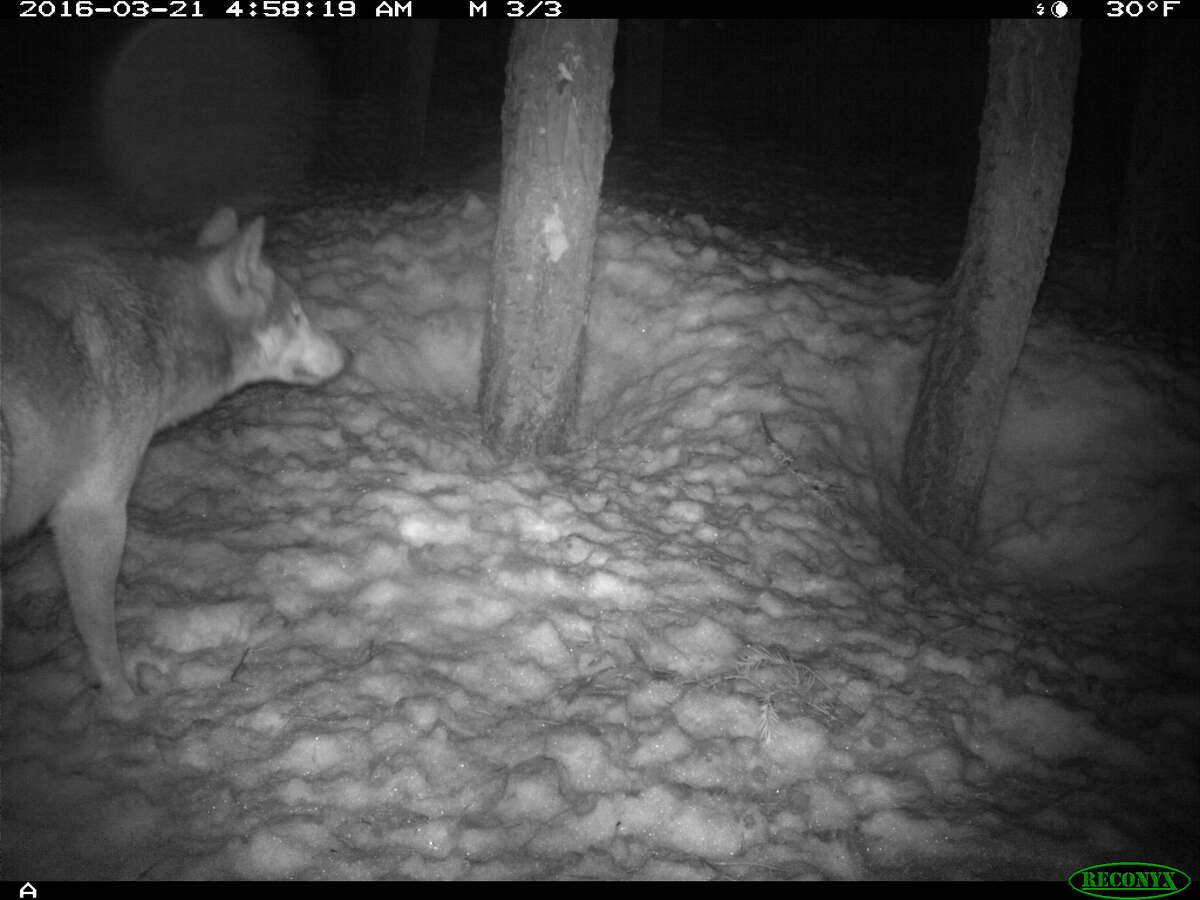 Suspected wolf photographed in Lassen County on March 21, 2016