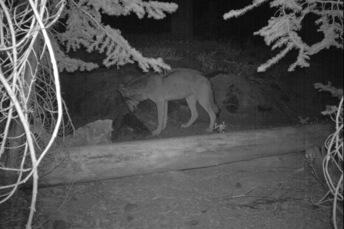 Another apparent wolf sighting in California brings delight, fear