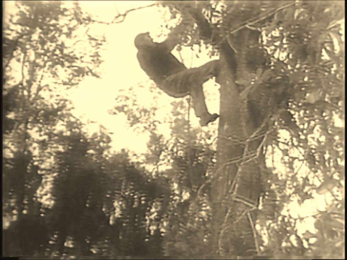 WWII veteran dubbed 'Texas Shipyard Tarzan' lived in a tree house in