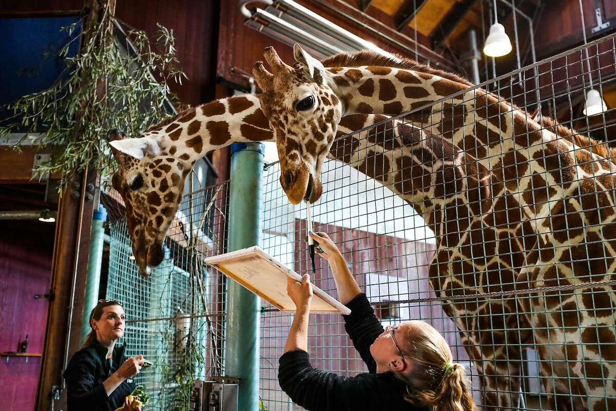 Wild beasts are painting at the San Francisco Zoo