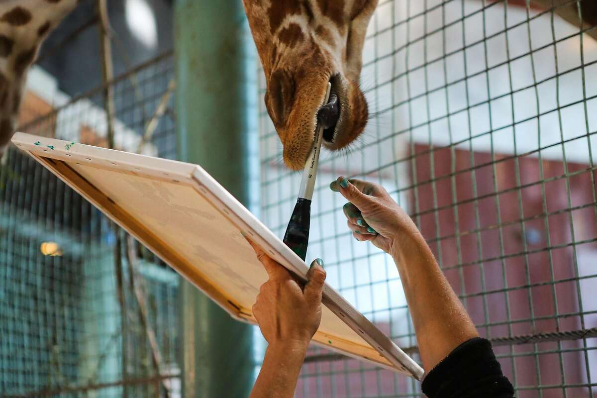 Amy Phelps (right), animal keeper at the San Francisco Zoo, gives a giraffe named Bobby a paintbrush, to paint on a canvas as part of the zoo's 'artists in residence', in San Francisco, California, on Thursday, June 23, 2016.