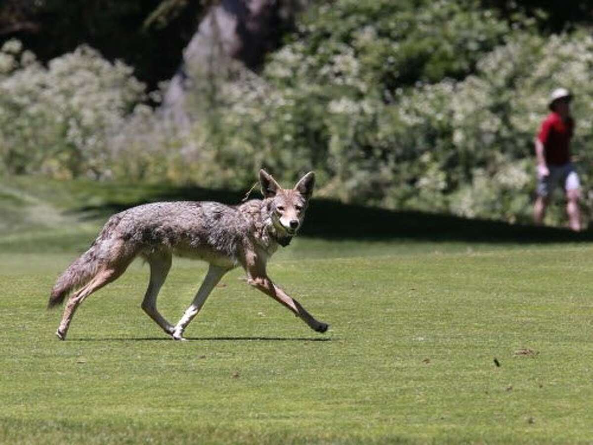 One of two collared Coyotes out of six known animals two of which are pups are now making the Presidio their home on Fri. June 24,2016. The Presidio Trust is conducting a new pilot project that will document the behavior and movements of coyotes in San Francisco, California.