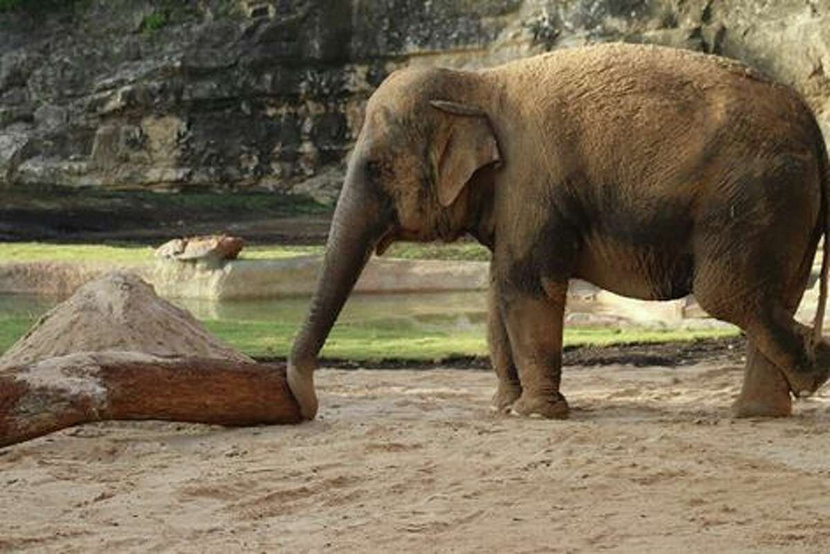 The San Antonio Zoo announced Monday their latest addition to the elephant habitat. The zoo welcomed a female elephant, Nicole, and have introduced the two elephants in a private space to allow them to get acquainted. 