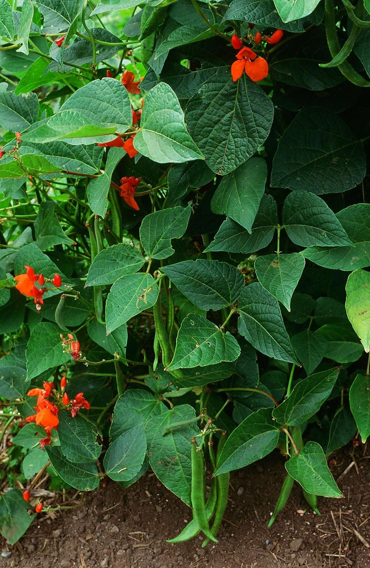 Scarlet runner bean is a South American highland species that thrives in cool summer weather. Credit: Pam Peirce