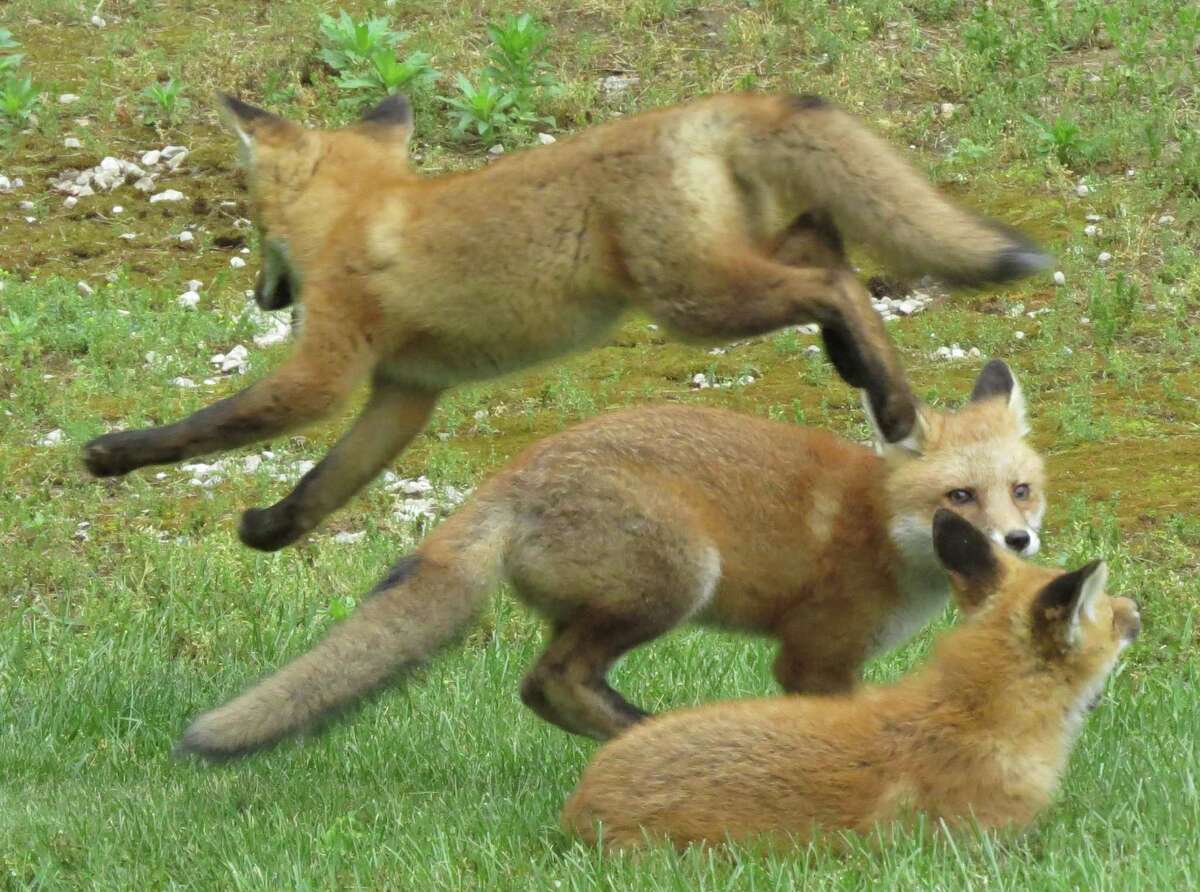Phyllis Oria of New Milford captured this photograph of fox kits playing in her yard in May. Unfortunately, the kits disappeared a few weeks later.