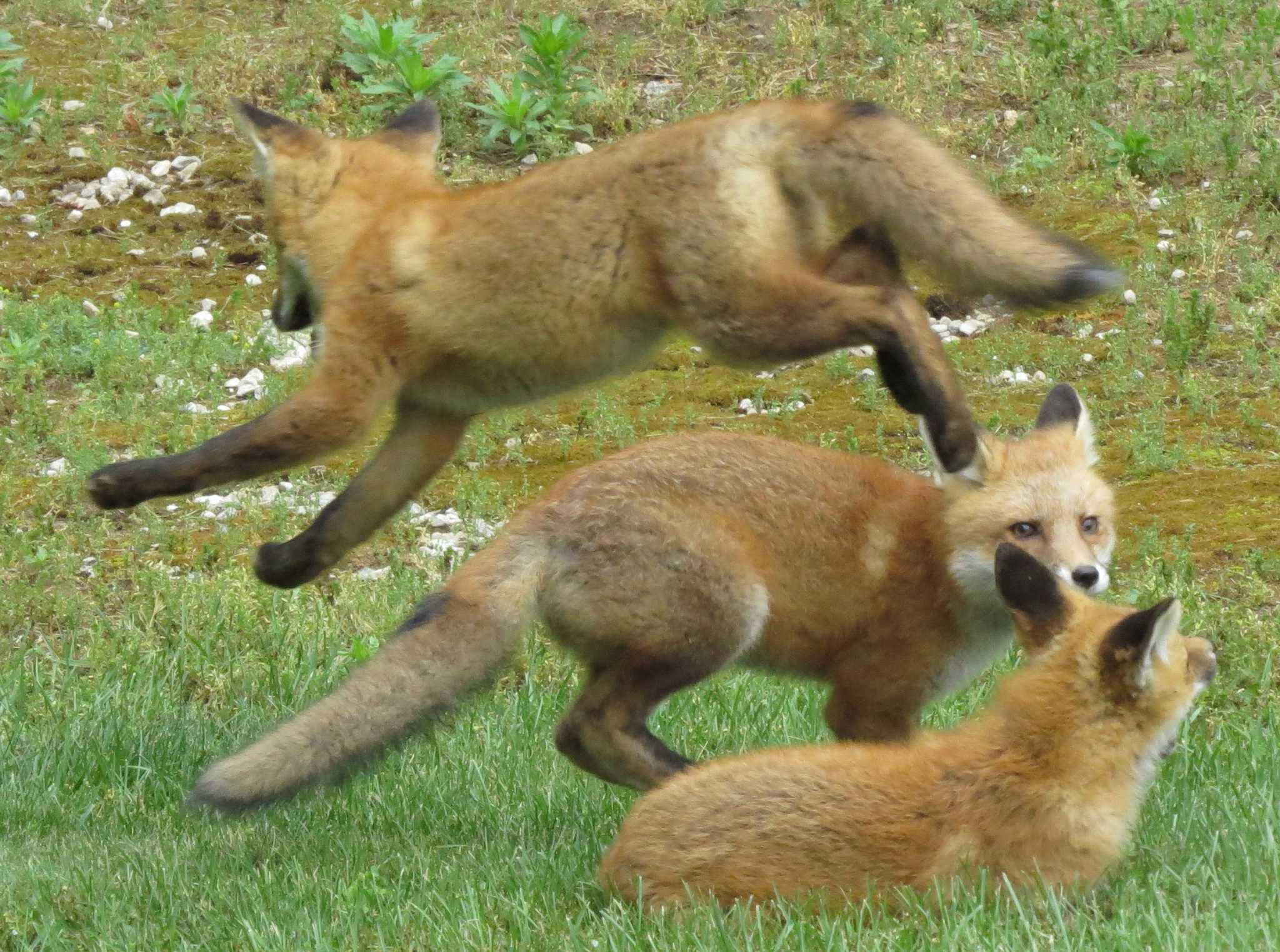 Saddened by loss of fox kits’