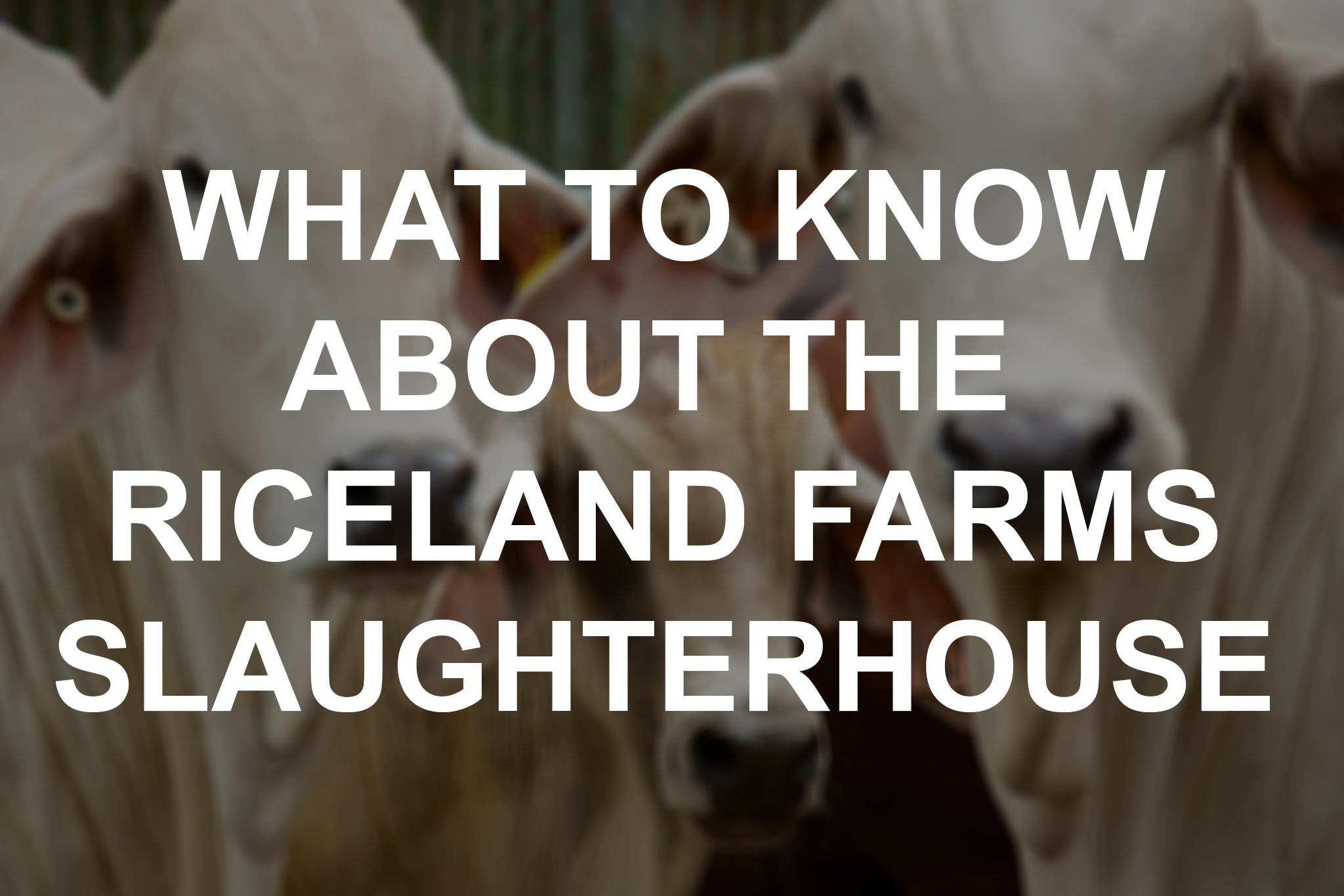 What to know about the proposed slaughterhouse in Southeast Texas