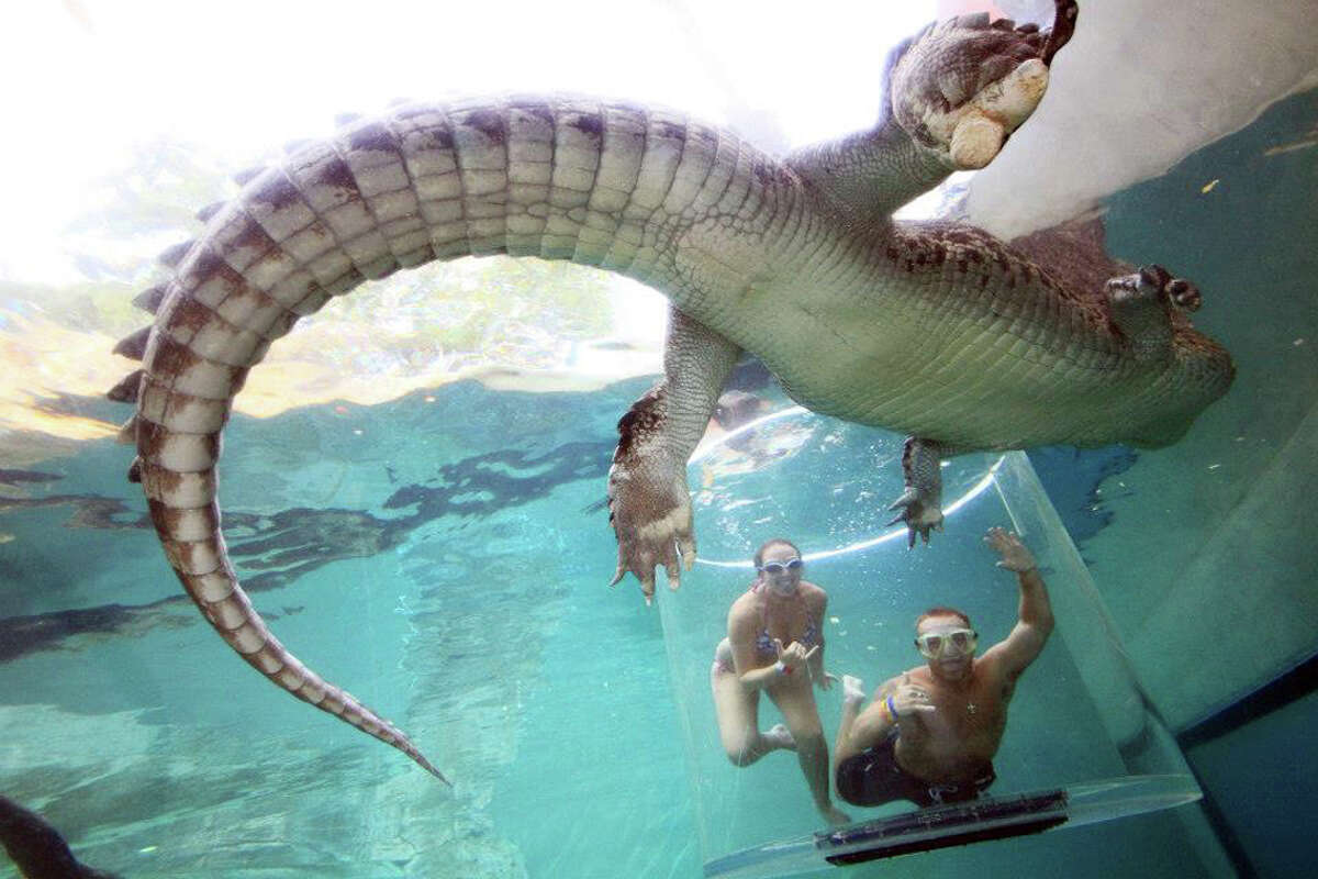 In Australia, you can go swimming with a massive crocodile at a theme park.