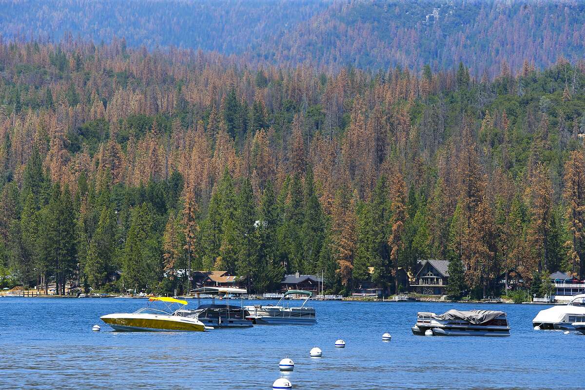 Hundreds of Ponderosa Pine trees infested with the Western Pine Beetle are being removed from around Bass Lake near Oakhurst, California on Wed. June 29, 2016. Tens of thousands of trees killed by drought are being removed to prevent fire danger but since there's no place to put them, they're being stacked along roads or piled near homes.