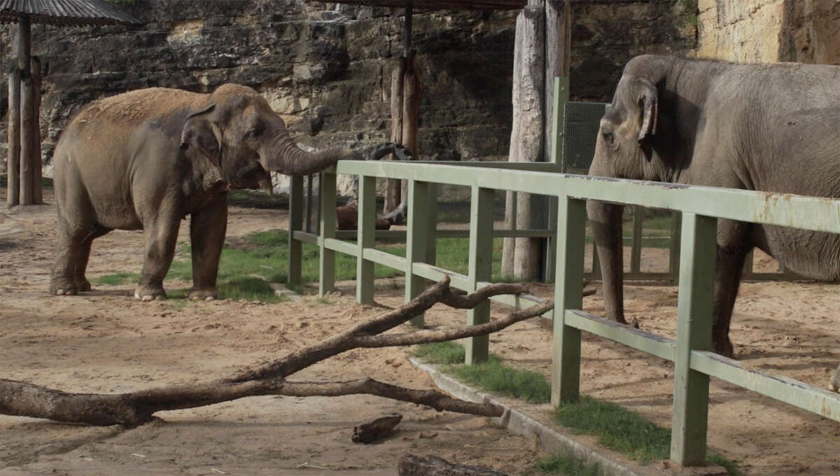 On the left is Nicole, a 40-year-old elephant and Lucky a 56-year-old Asian elephant together at the San Antonio Zoo. The addition of Nicole is a positive step forward.