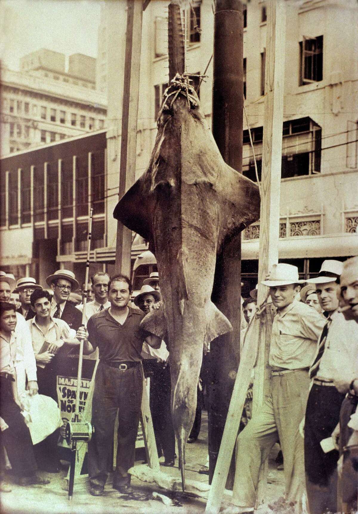 ﻿Gus Pangarakis ﻿﻿caught a 736-pound sawfish ﻿off Galveston's North Jetty in 1939 and brought it to downtown Houston. Battles with such mammoth fish could take three or more hours﻿. ﻿
