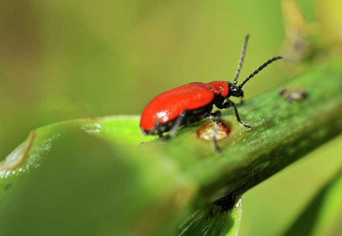 New Milford's Red Lily Beetles to be eaten alive after Thursday release ...