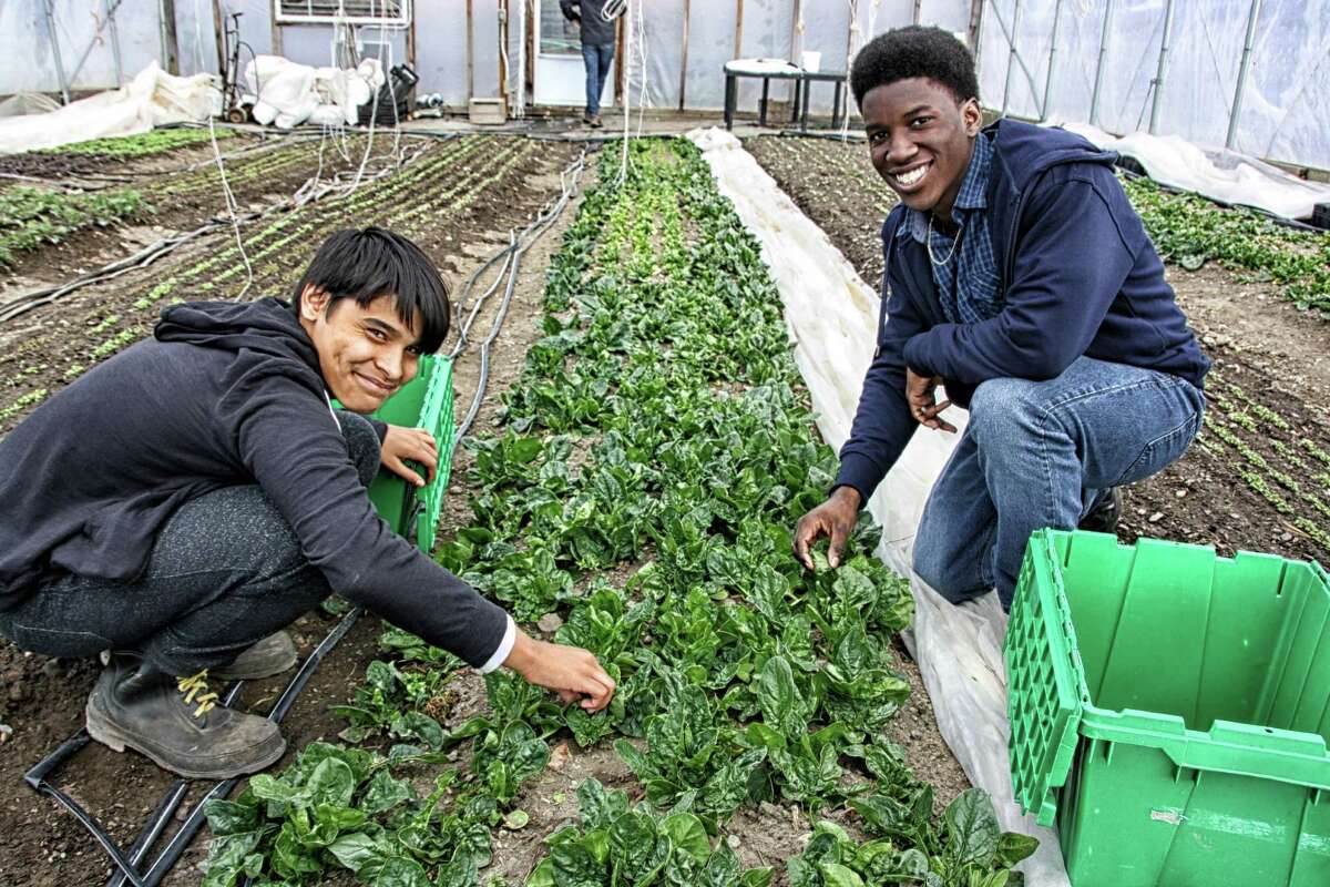 Participants harvest early spring plants at Capital Roots' Produce Project greenhouses in 2016. (Provided photo)
