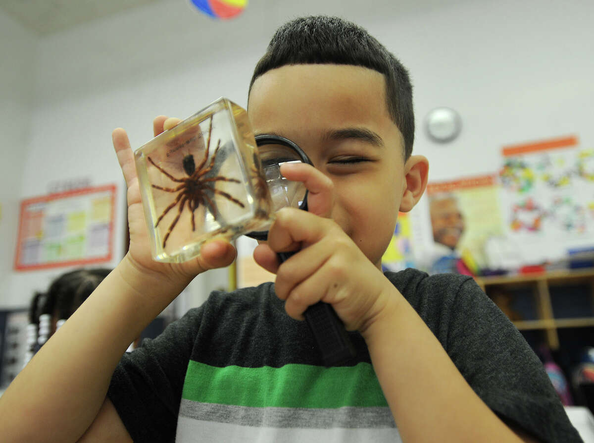 Andres Lora, 5, of Bridgeport, gets a close up look at a spider in his preschool class at the Bridgeport YMCA Kolbe Education Center on Kossuth Street in Bridgeport.