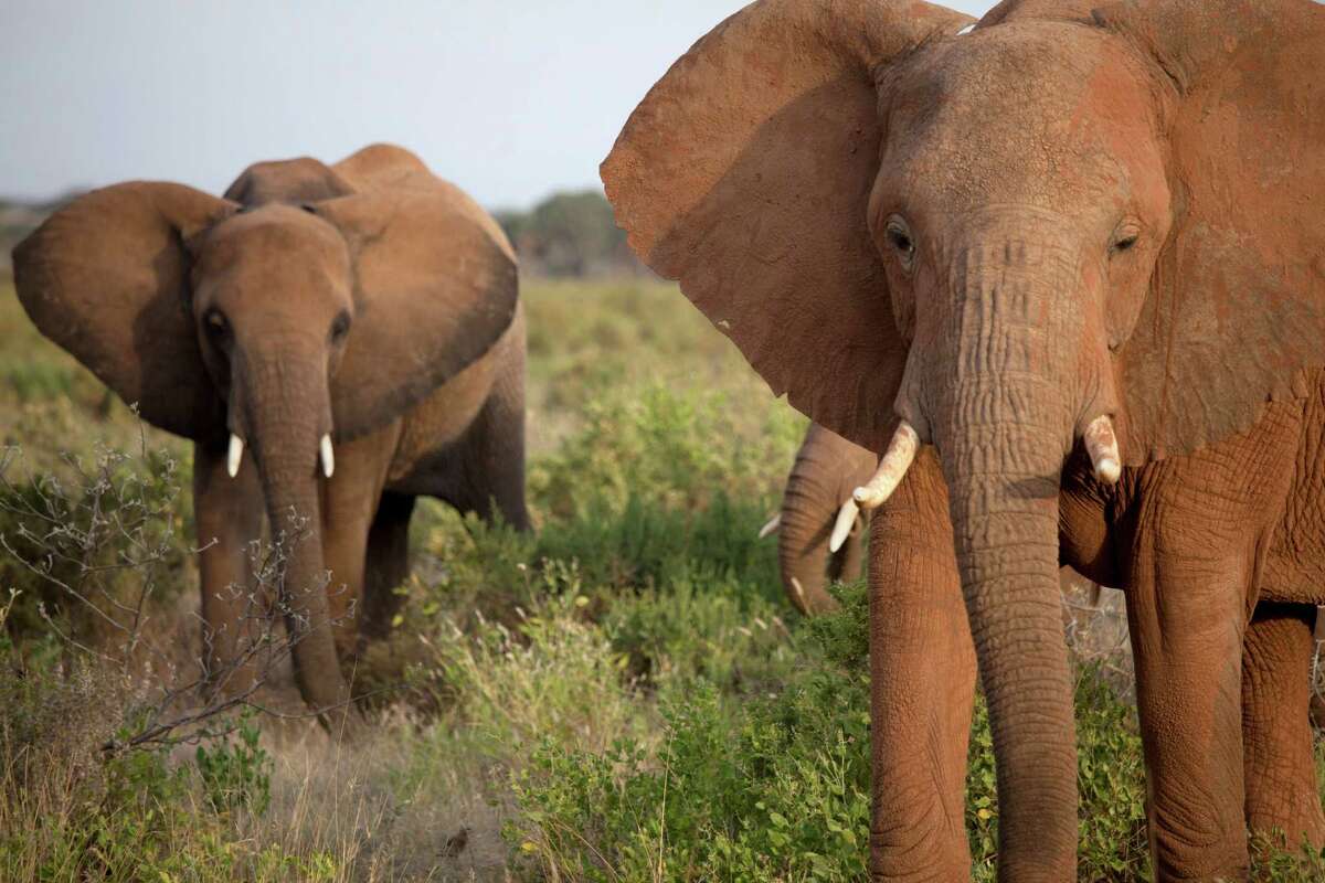Two types African elephants, the larger of the two types of elephants, have large, fan-like ears and tusks.