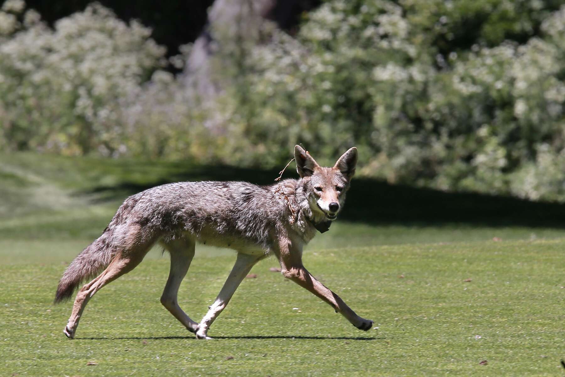 do coyotes attack dogs during the day