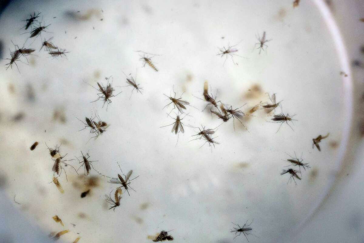 FILE - In this Feb. 11, 2016, file photo of aedes aegypti mosquitoes are seen in a mosquito cage at a laboratory in Cucuta, Colombia. Top U.S. officials are urging Puerto Rico on Wednesday, July 6, to strongly consider aerial spraying to prevent further spread of mosquito-borne Zika, saying as many as 50 pregnant women on the island are infected every day and warns it's only a matter of time before Puerto Rico sees babies born with microcephaly, a rare birth defect linked to Zika infections. (AP Photo/Ricardo Mazalan, File)