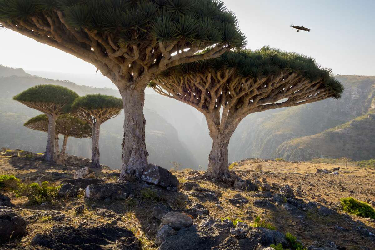 Gallery: Beautiful pictures of Earth that look like they were shot on another planet "Dragon blood trees in rocky landscape, Homhil Protected Area, Socotra, Yemen"