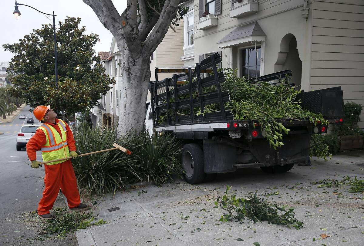 John Perez (left) cleans up and Toa Afu works overhead as the Department of Public Works crew trims an overgrown ficus tree on Dolores Street in San Francisco, Calif. on Thursday, July 7, 2016.