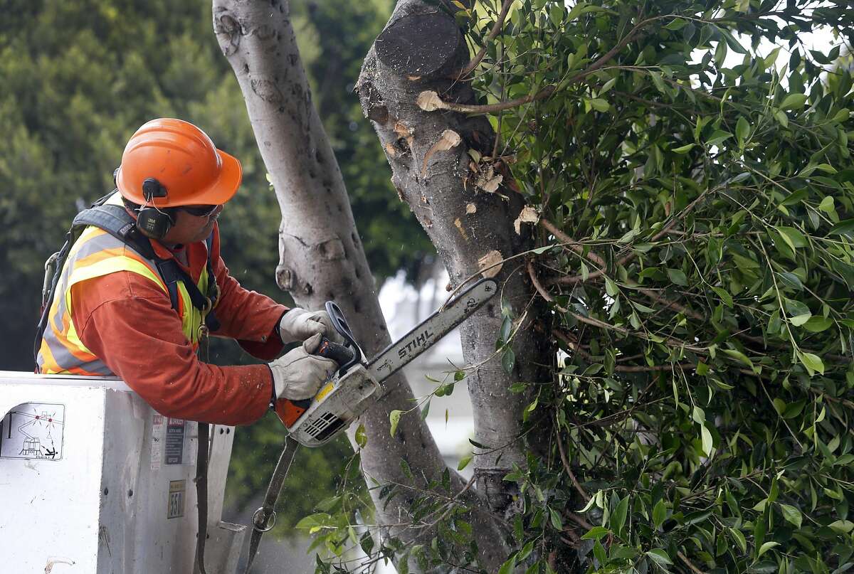 Department of Public Works arborist Toa Afu trims an overgrown ficus tree on Dolores Street in San Francisco, Calif. on Thursday, July 7, 2016.