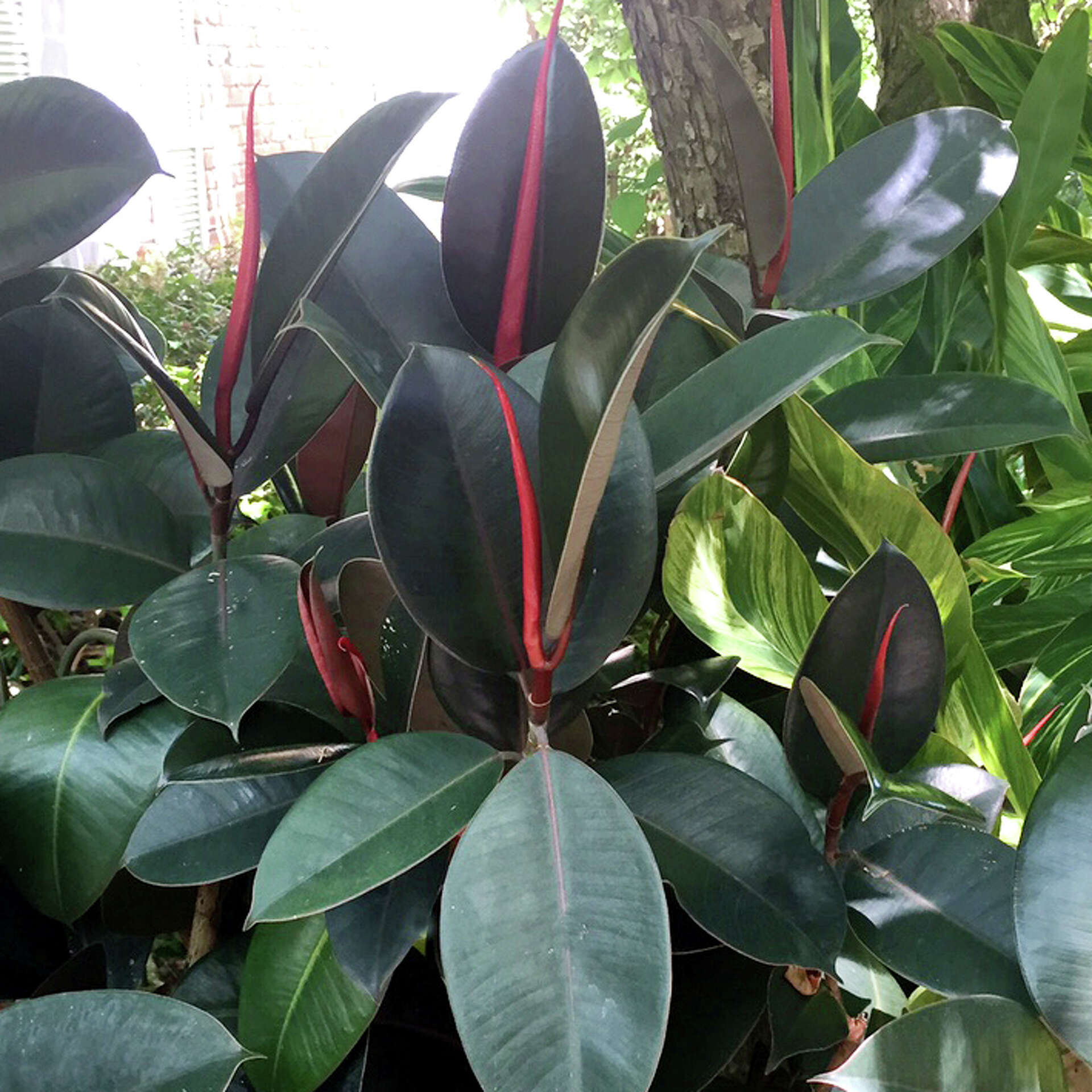 Neil Sperry: Mulberry tree losing leaves; propagating a rubber plant