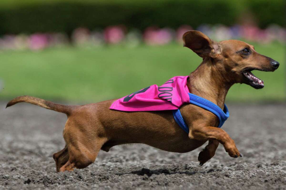 Wiener Dogs take to Emerald Downs