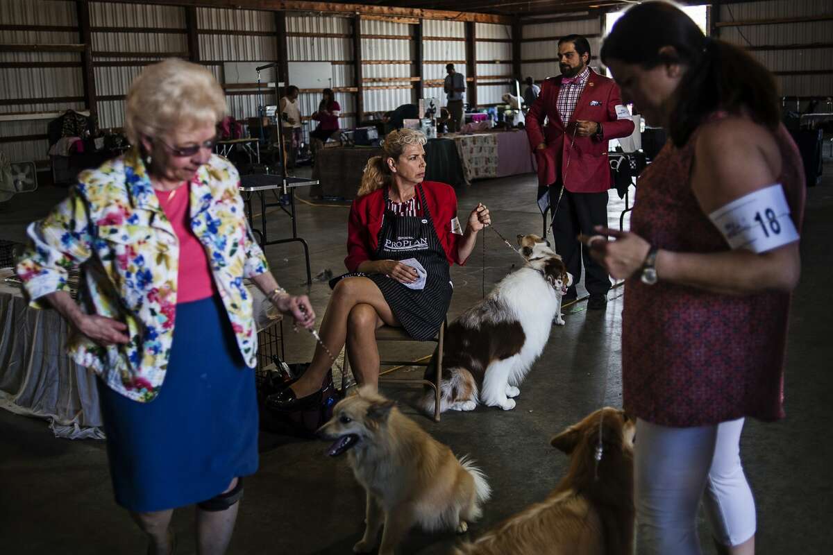 Midland counties clearance dog show