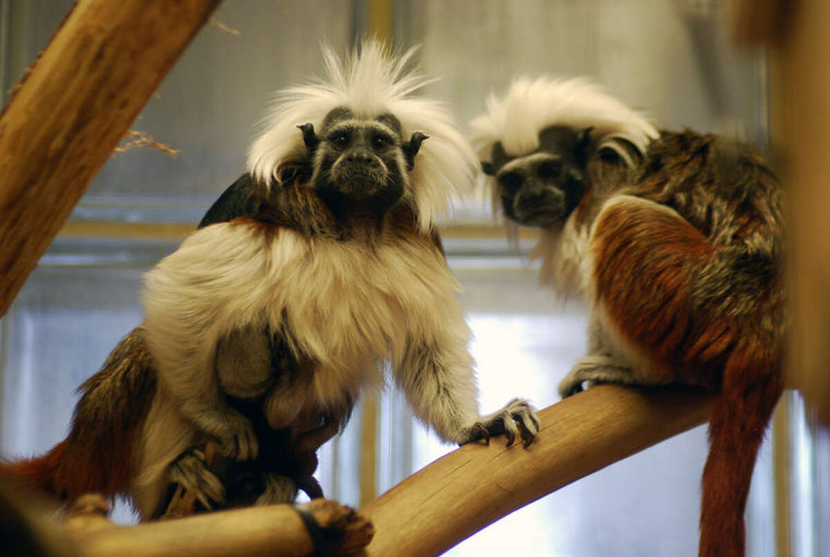 The happy couple — Gizmo and Clementine, two critically endangered cotton-top tamarins at the Children’s Zoo in Saginaw.