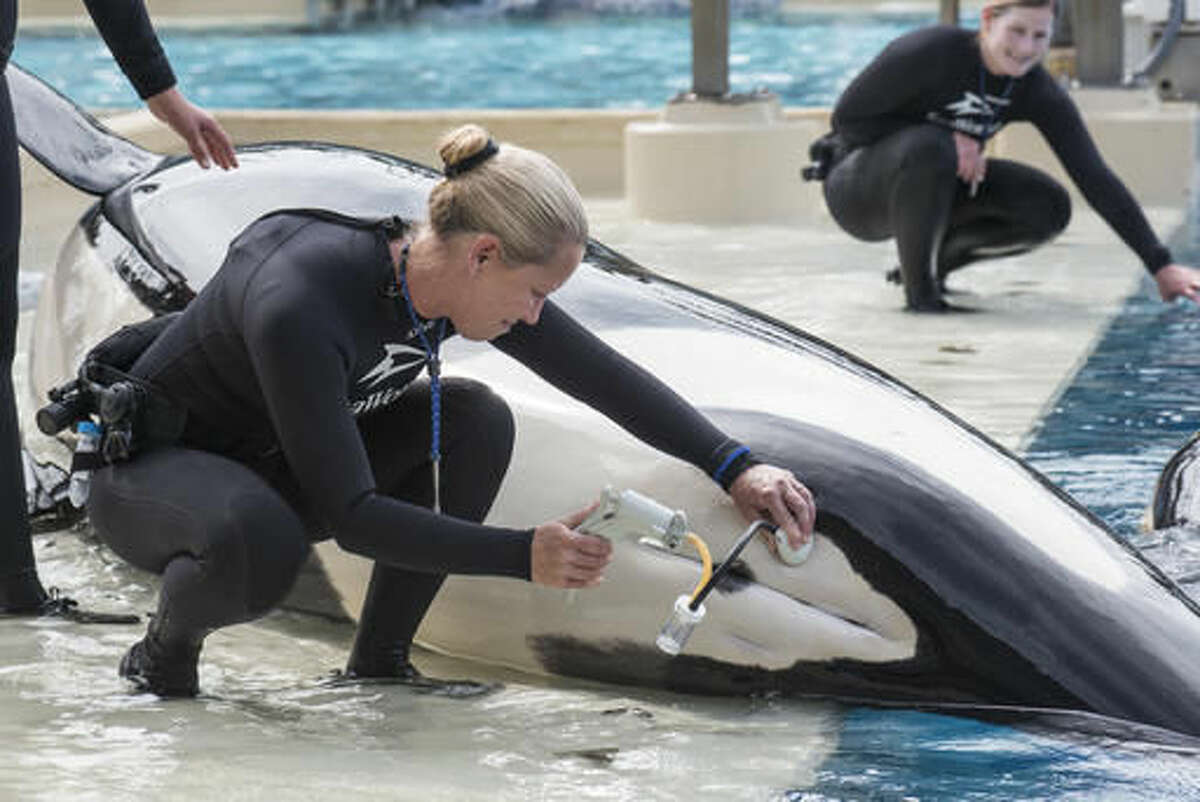 In this undated photo provided by SeaWorld, San Diego, shows whale trainer Kristi Burtis as she obtains a milk sample from Kalia, an orca whale. There's one last orca birth to come at SeaWorld, and it probably will be the last chance for a research biologist to study up close how female killer whales pass toxins to their calves through their milk. SeaWorld's decision to end its orca breeding and to phase out by 2019 its theatrical killer whale performances, the foundation of its brand, followed years of public protests. (Mike Aguilera, SeaWorld San Diego via AP)
