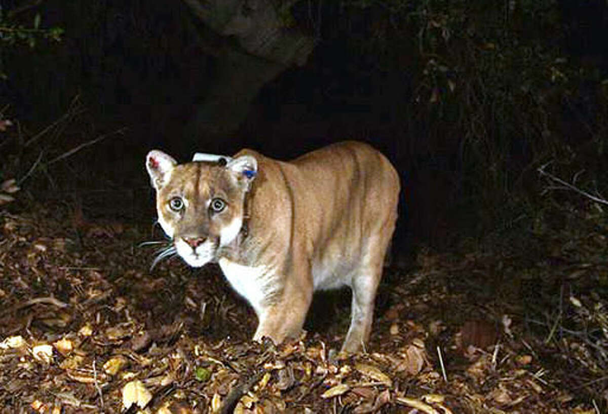 This November 2014 file photo provided by the National Park Service shows the Griffith Park mountain lion known as P-22. Officials believe P-22 made a meal of a koala found mauled to death at the LA Zoo. The zoo's director said this week that workers found the koala's body outside its pen March 3.