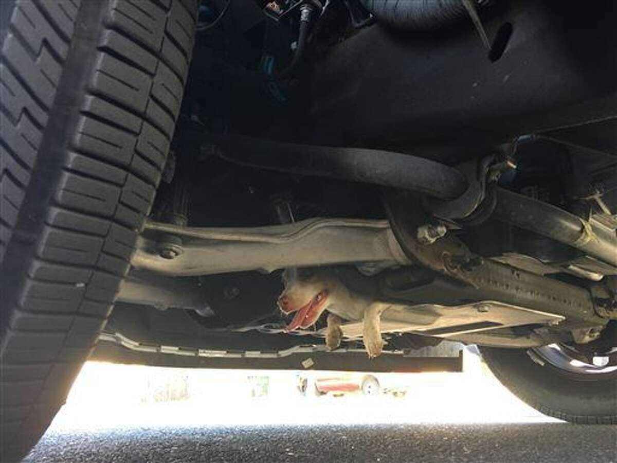 This photo provided by the Phoenix Police Department shows a puppy stuck in the undercarriage of a police vehicle in Phoenix. Police say the dog became stuck for 20 minutes and refused to come out but was eventually rescued unharmed.