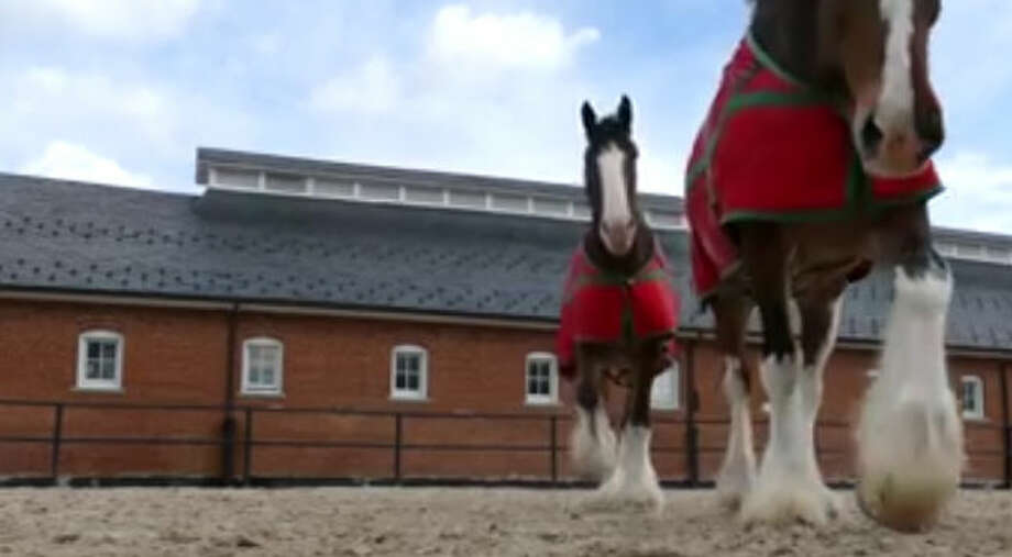 Video Budweiser Clydesdales Spend Time In U S Army Caisson