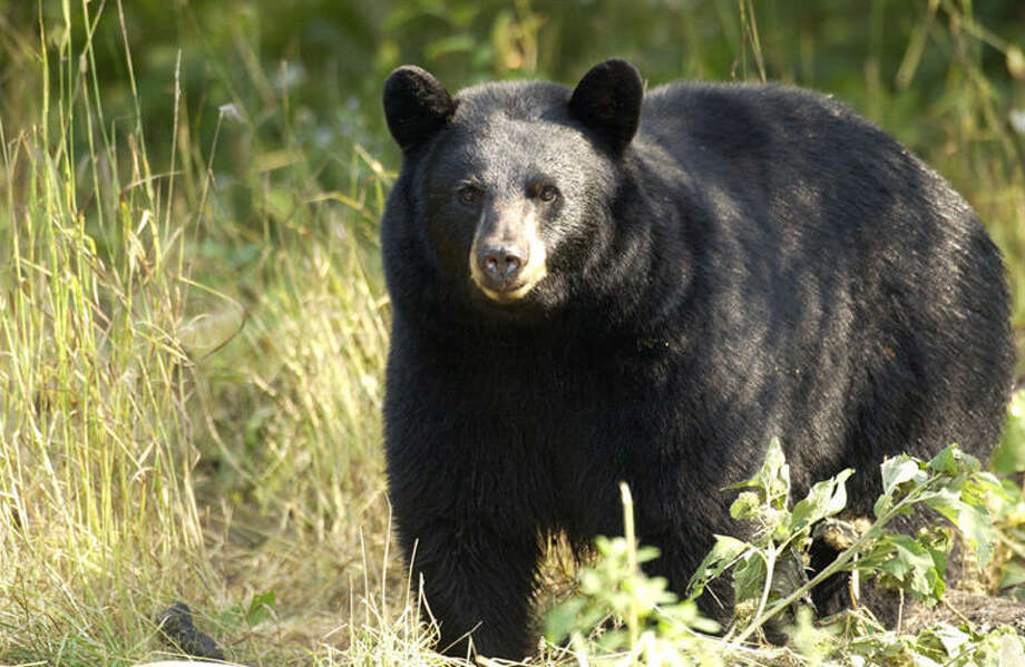 weston9 bear sightings