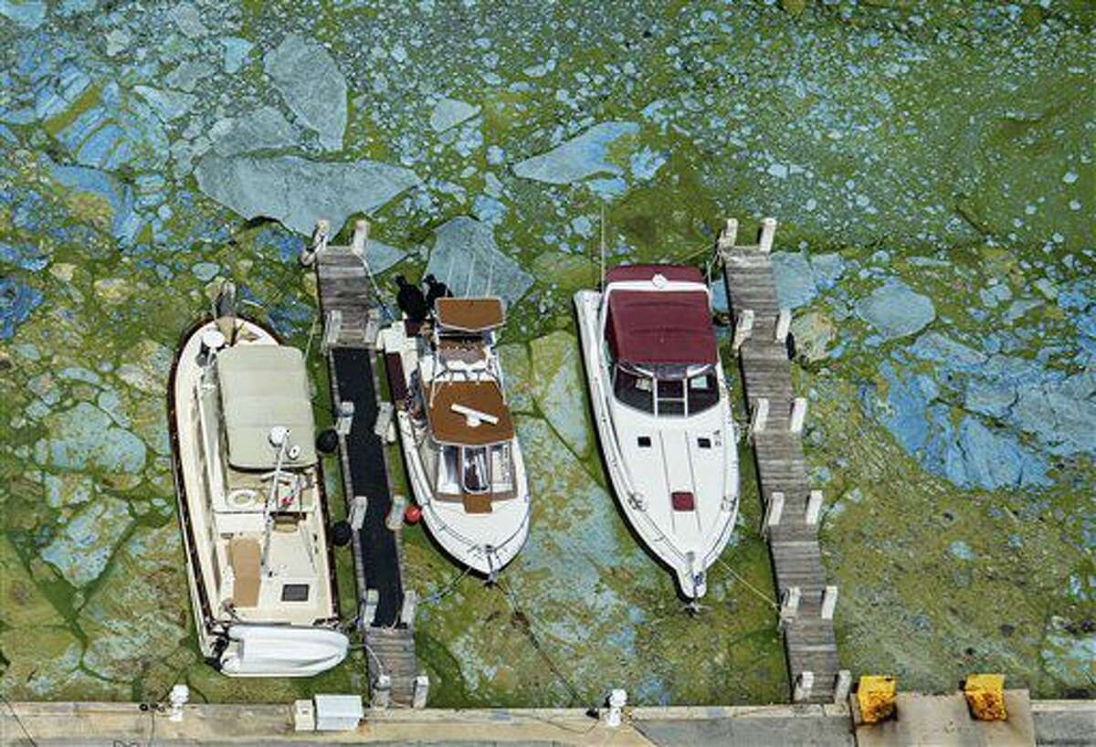 Varias embarcaciones amarradas en la Central Marine de Stuart, en Florida, aparecen rodeadas de algas verdosas el miércoles 29 de junio de 2016. (Greg Lovett/The Palm Beach Post via AP)