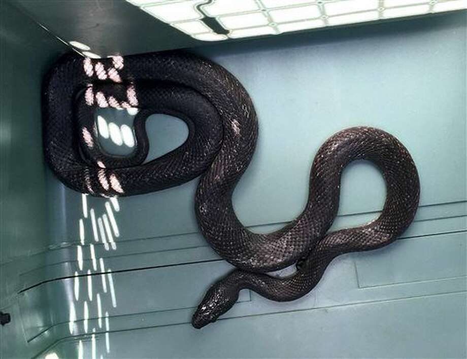 4-foot-long-snake-comes-out-of-car-s-dashboard-slithers-across