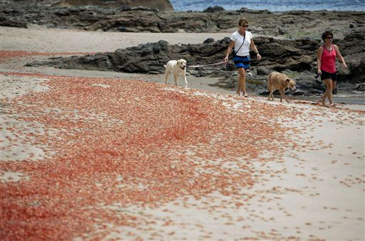 Sylvie Bergeron, of San Diego, at left, and her sister Line Bergeron, of Quebec, walk with their dogs next to tuna crabs that washed up onto the beach at Shaw's Cove on Friday in Laguna Beach, Calif.