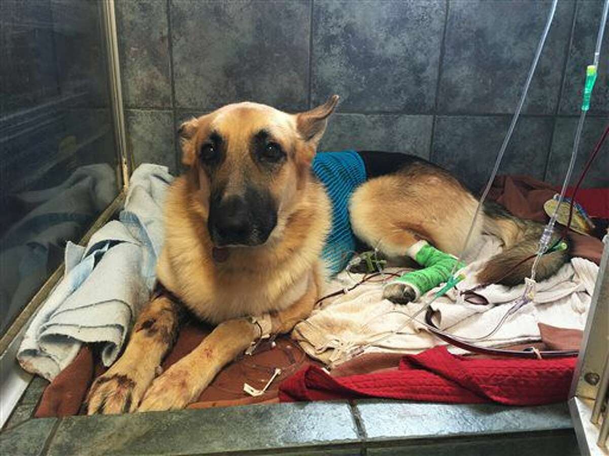 Haus, a German Shepherd, recovers from a snake bite at Blue Pearl in Tampa, Fla., Friday. When a venomous Eastern diamondback rattlesnake appeared in the backyard of a 7-year-old Florida girl, her German shepherd, Haus, came to her rescue, refusing to back down despite multiple snakebites.