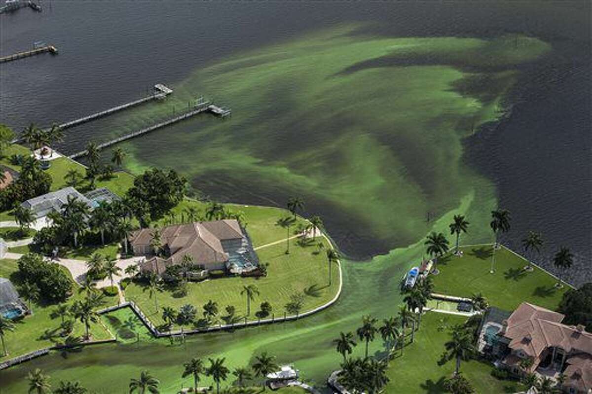 An aerial photo shows blue-green algae enveloping an area along the St. Lucie River in Stuart, Fla.,Wednesday, June 29, 2016 Officials want federal action along the stretch of Florida's Atlantic coast where the governor has declared a state of emergency over algae blooms. The Martin County Commission is inviting the president to view deteriorating water conditions that local officials blame on freshwater being released from the lake, according to a statement released Wednesday. (Greg Lovett/The Palm Beach Post via AP)