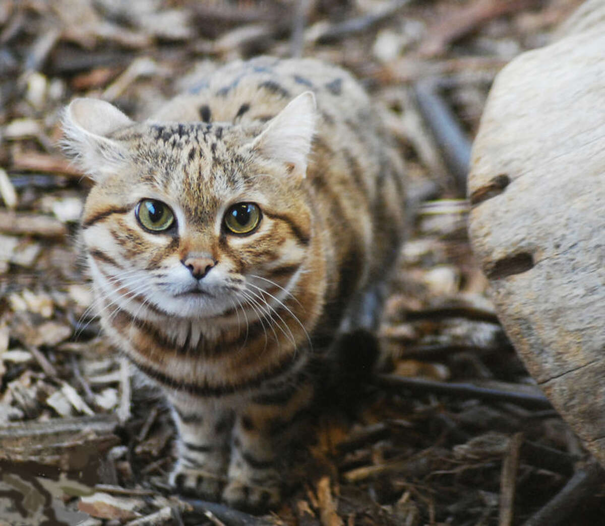 Meeka the black-footed cat is one of the new animals at the Saginaw Children’s Zoo at Celebration Square, which reopens on Saturday.