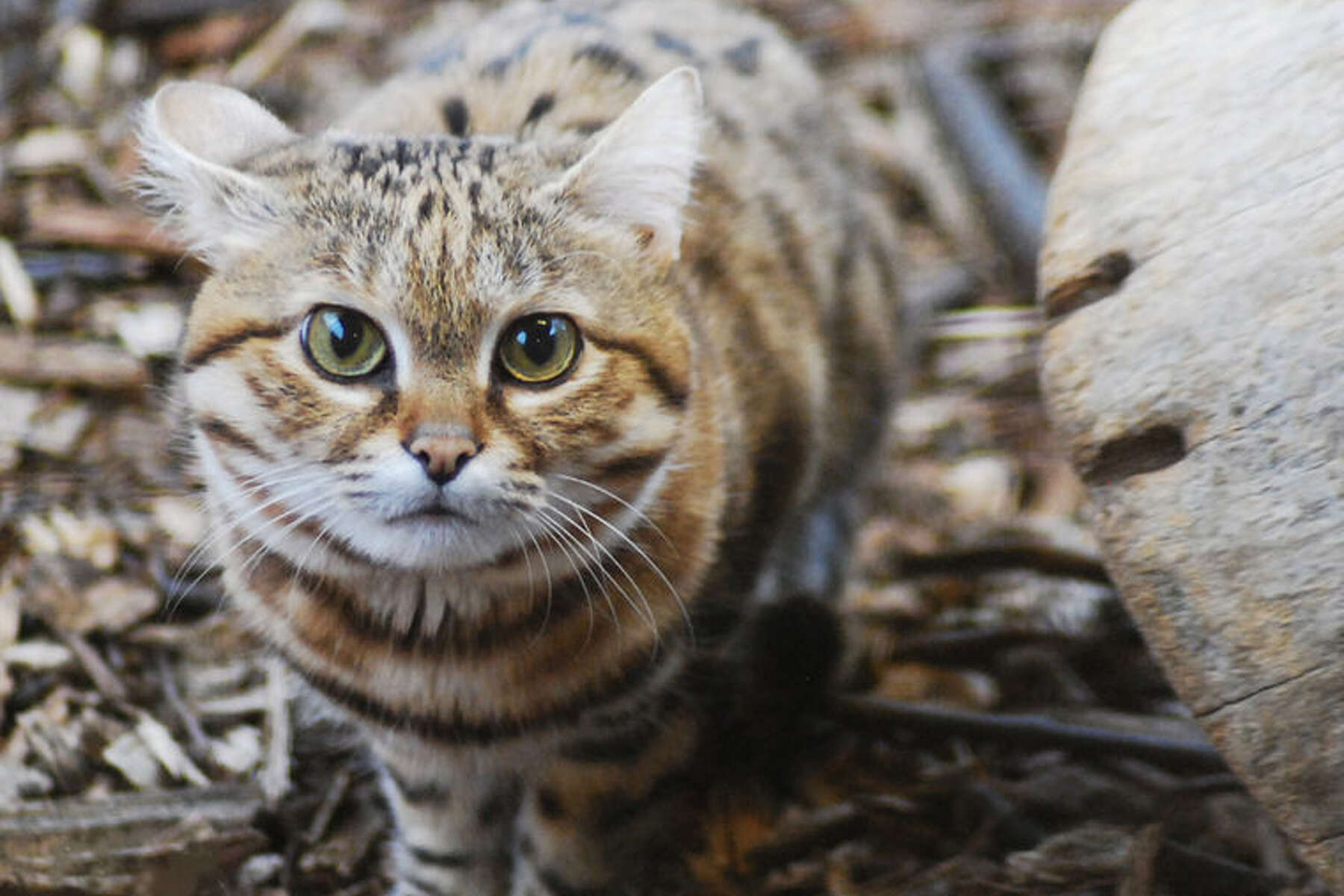 Celebrate Earth Day during Saginaw Children's Zoo opening weekend