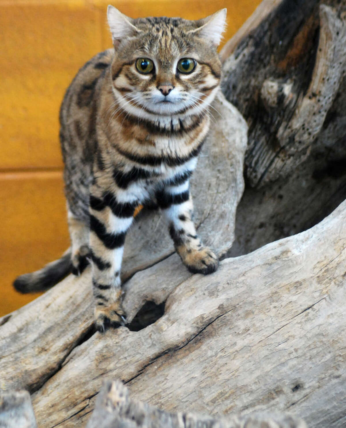 Blackfooted wild cats settle in at Children’s Zoo in Saginaw