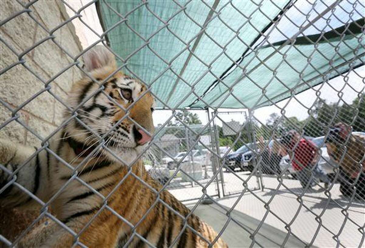 A young female tiger, looks out of a cage at the City of Conroe Animal Shelter Thursday, April 21, 2016, in Conroe, Texas. Authorities are looking for its owner, and they suspect it was a pet. Animal control officers have captured an apparently domesticated tiger that was spotted roaming a residential neighborhood in Conroe, Texas.