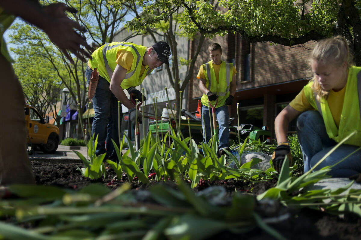 BRITTNEY LOHMILLER | blohmiller@mdn.net From left: City of Midland employees Austin DeLucia, Jordan Clements, Justin Hoffman and Hollie Koning dig up tulips from flower beds along Main Street in Midland on Tuesday. Coleus, angelonia, marigolds, petunias and other blooming annuals will be planted on Main and Ashman streets as well as around the farmer's market next week.