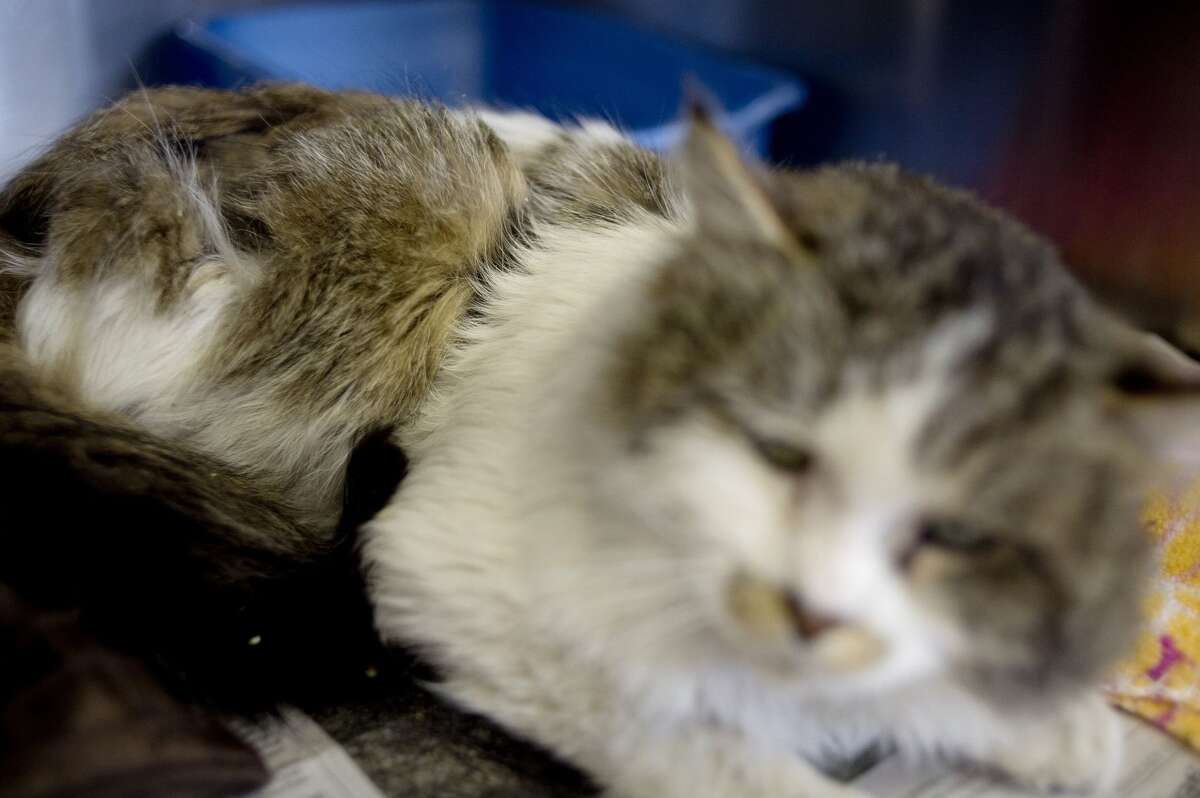 Abandoned cats in need of homes at Midland's Humane Society