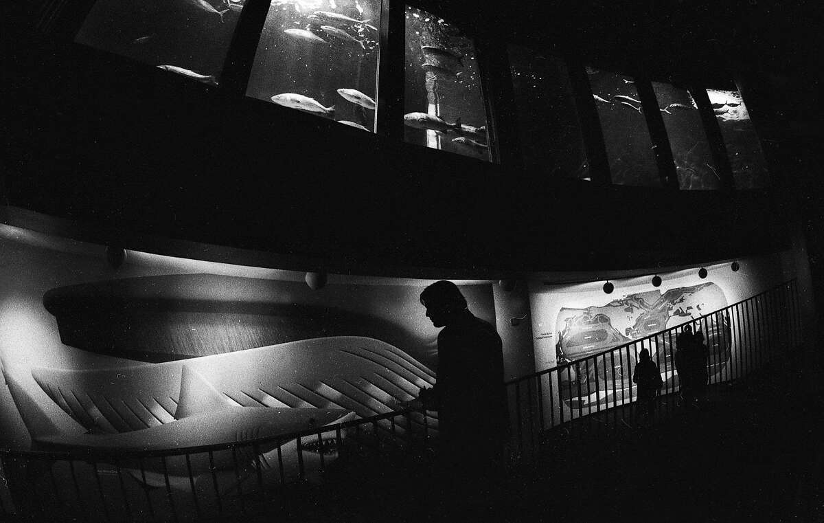 May 5, 1977: The stairway between the top and bottom levels at the Steinhart Aquarium fish roundabout, with a whale mural at the bottom.