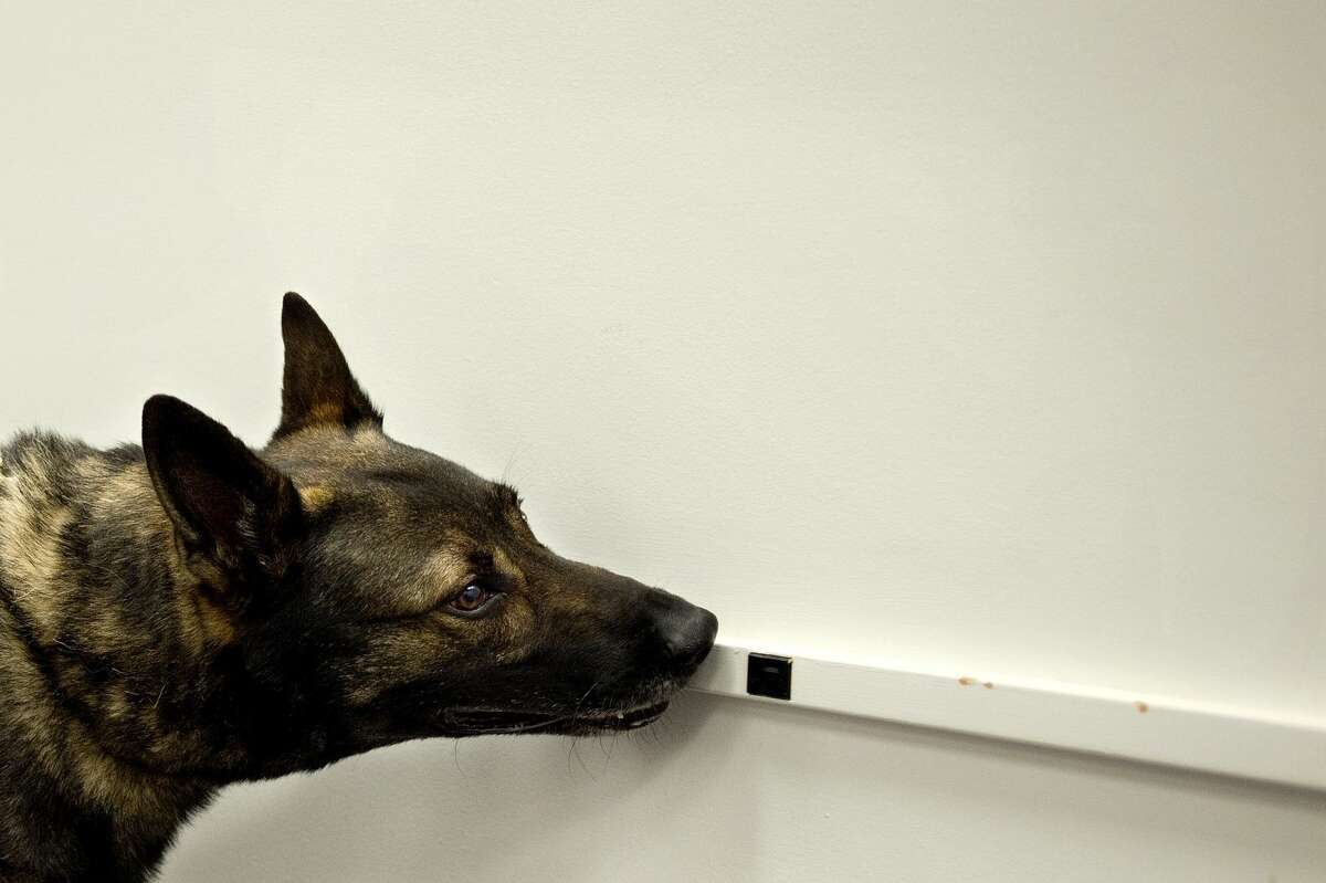 Alma Police Departments 7-year-old German shepherd, Castor, practices searching for illegal drugs at the Consumers Energy training facility on Wednesday. Members of Midland Police, Saginaw Chippewa Tribal Police and Alma Police K-9 units trained with the dogs to find explosives, illegal drugs and practiced building searches.