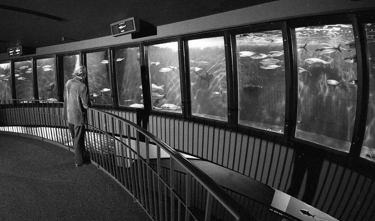 1977年5月5日，一名男子凝视着加州科学院斯坦哈特水族馆的鱼回旋处。